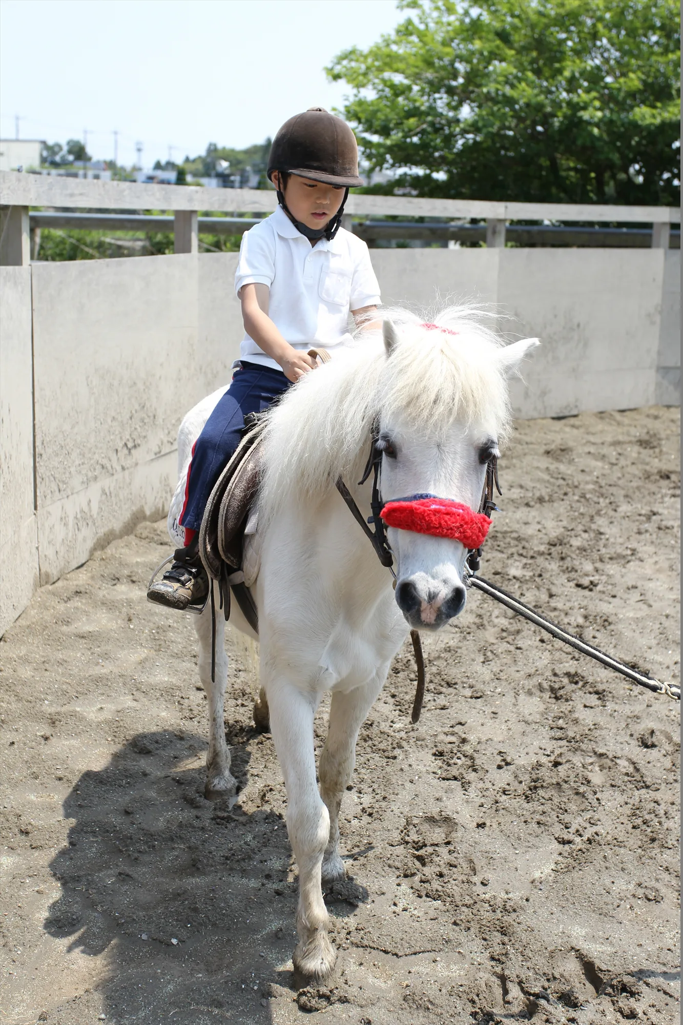 お子様 子供 へ乗馬を習わせたい 千葉の乗馬クラブ オリンピッククラブ