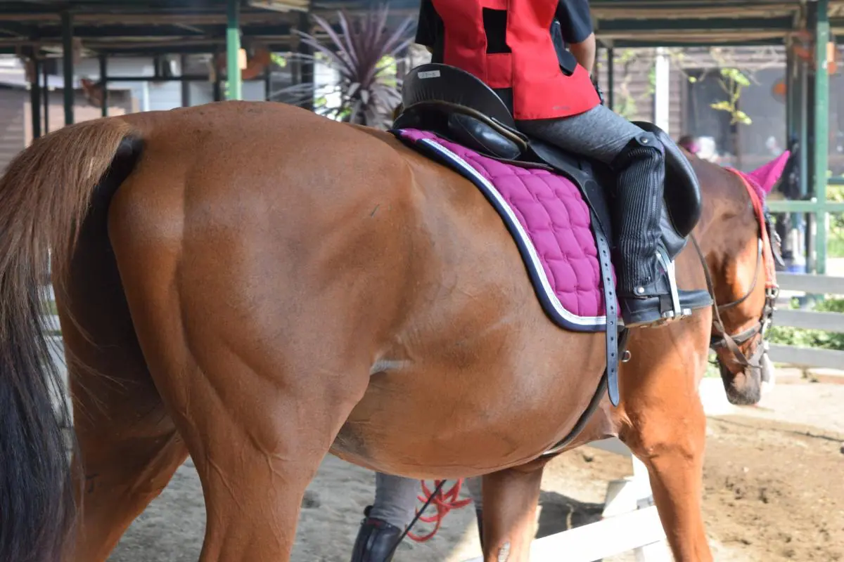 仕立て乗馬 仕立て乗馬