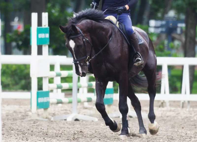 乗馬の上達方法を知ろう|千葉の「馬の国」乗馬クラブ・オリンピッククラブ