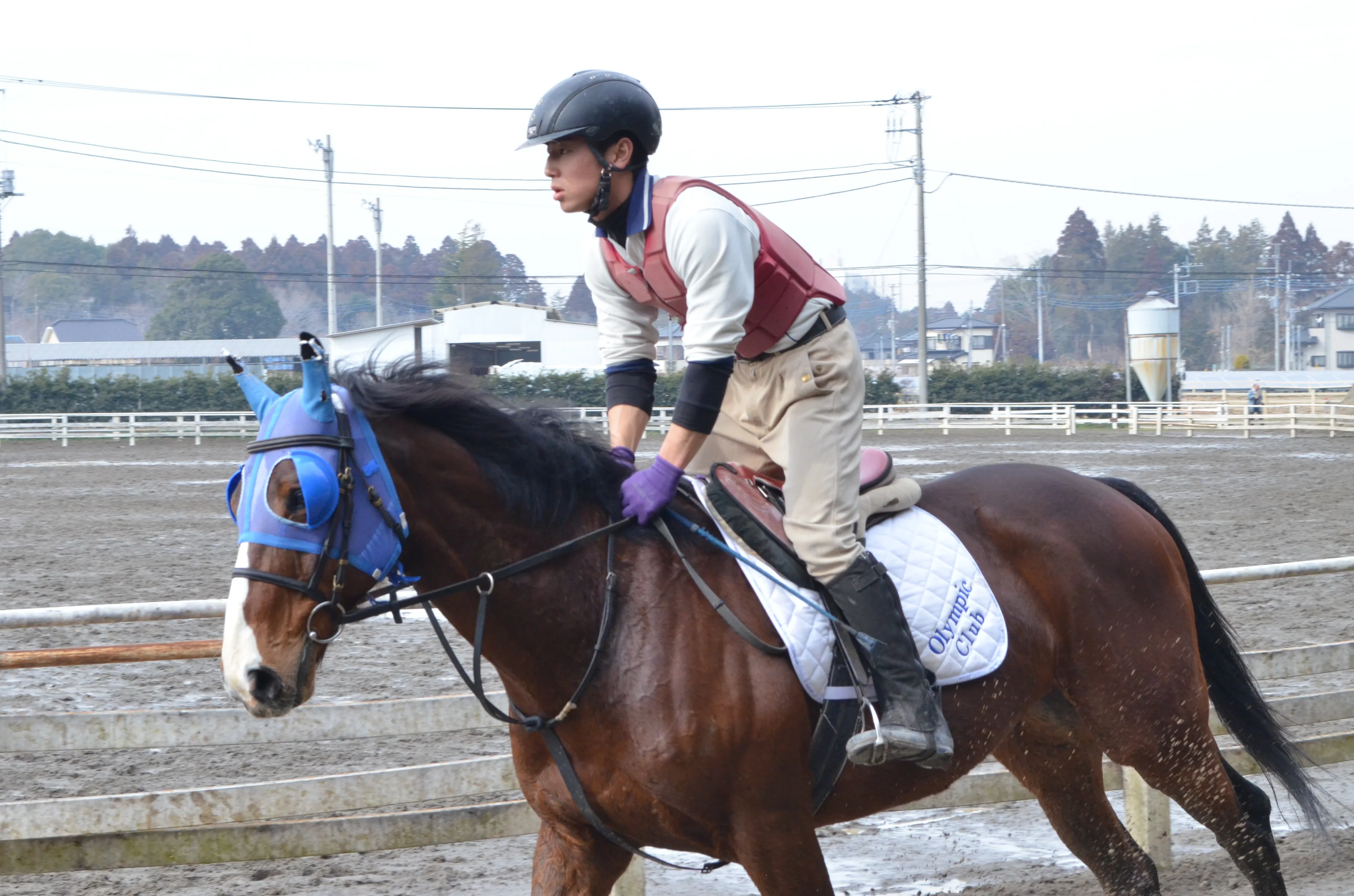 当クラブで活躍中の元競走馬の紹介｜千葉の乗馬クラブ
