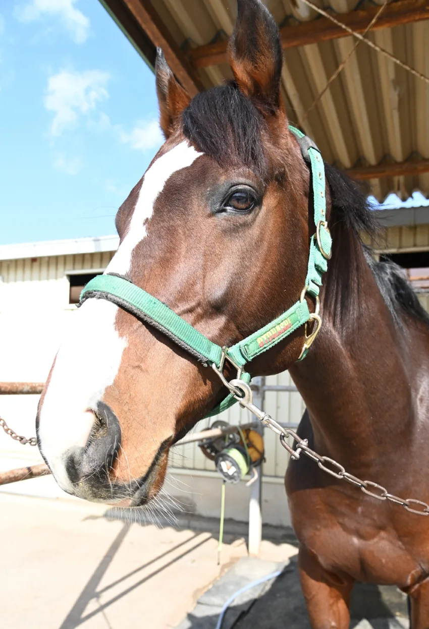 【中古】 社団法人群馬ペンクラブのあゆみ―群馬ペン百号記念 WAGYU JBパターンオーダーグラブ/006Sモデル – ボールパーク