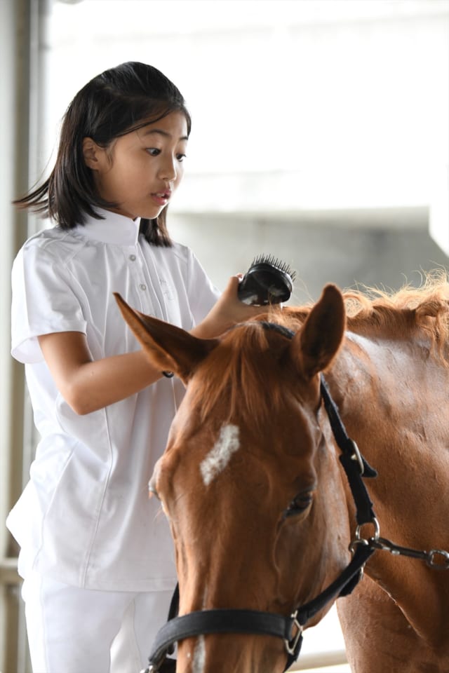 乗馬手入れ